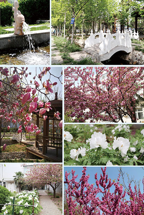 阳春三月桃花开我院的桃花和樱花竞相吐蕊争芳斗艳