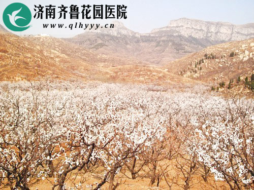 江北第一杏园 张夏万亩杏园赏杏花