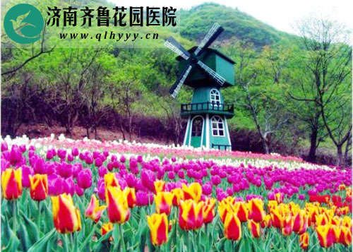 高贵典雅 红叶谷赏纯正荷兰血统郁金香