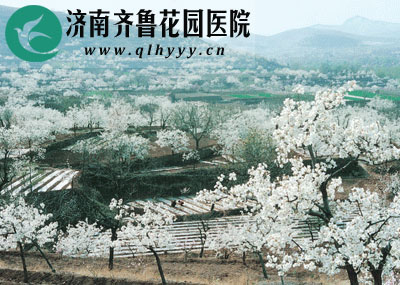 洁白如雪惹人爱 仲宫梨花峪赏梨花