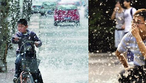 大街小巷飘舞的杨絮、柳絮给市民带来了不少麻烦,也造成了火灾隐患。于是,很多人会愤愤地责怪杨树和柳树,殊不知这样的结论着实有些武断。并非所有的杨树和柳树都会飘絮,作为雌雄异体植物,杨树和柳树“男女有别”,而飘絮只来自雌株。