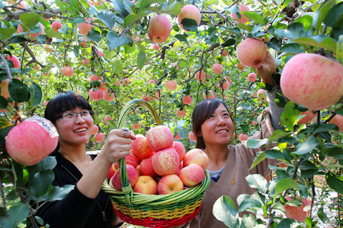 去历城区西营镇农家乐采摘高山苹果