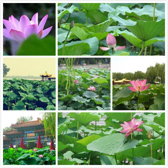 2014年济南市明湖荷韵,泉城飘香荷花艺术节将于7月12日到8月24日举行