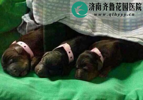 这三只一模一样的小嘉玛分别取名嘉博、嘉雅、嘉秀