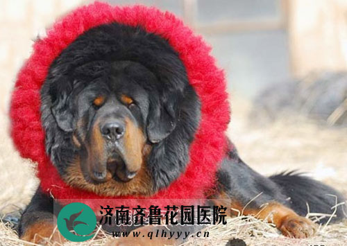 中华第一獒王嘉玛来历