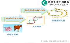 胰岛素是哪里出来的 20-1Z402152P5X2-lp.jpg